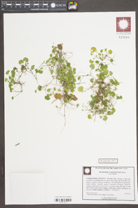 Dichondra carolinensis image