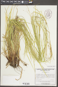 Carex debilis var. debilis image