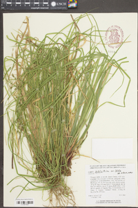 Carex debilis var. debilis image