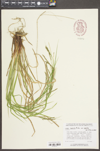 Carex debilis var. debilis image