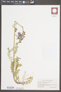 Polemonium acutiflorum image