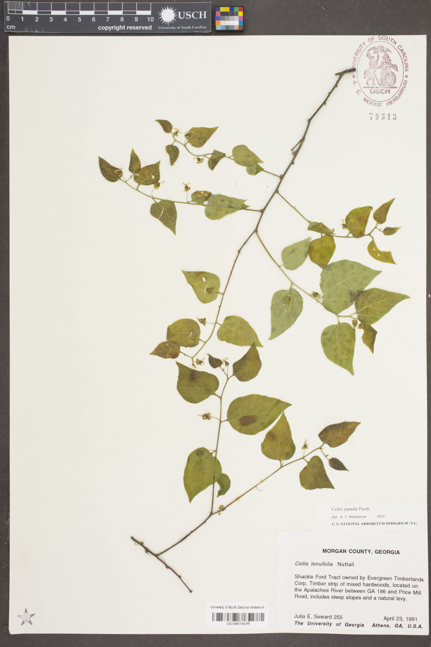 Celtis pumila Pursh image