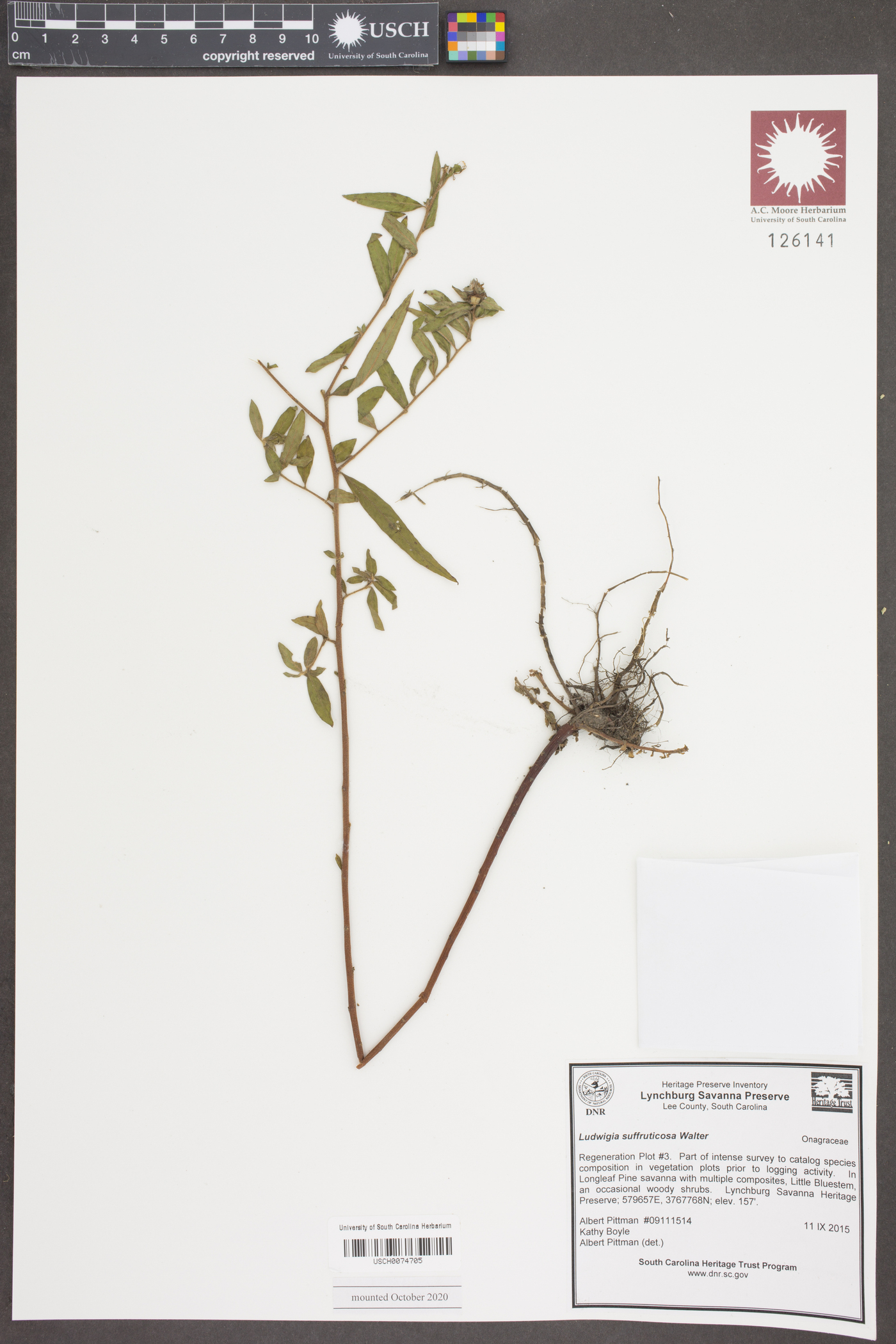 Ludwigia suffruticosa image