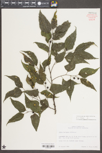 Celtis laevigata var. smallii image