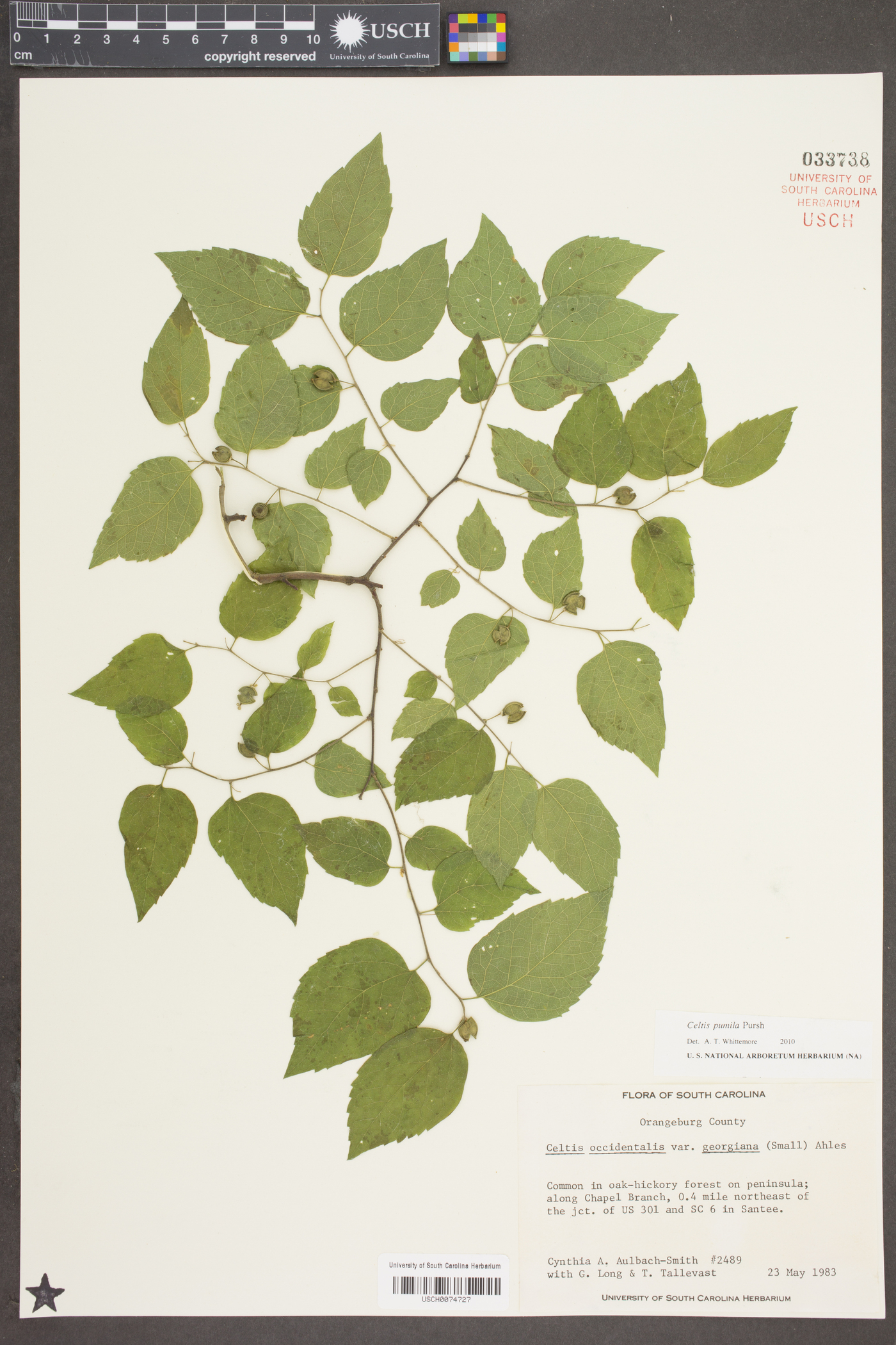 Celtis pumila Pursh image