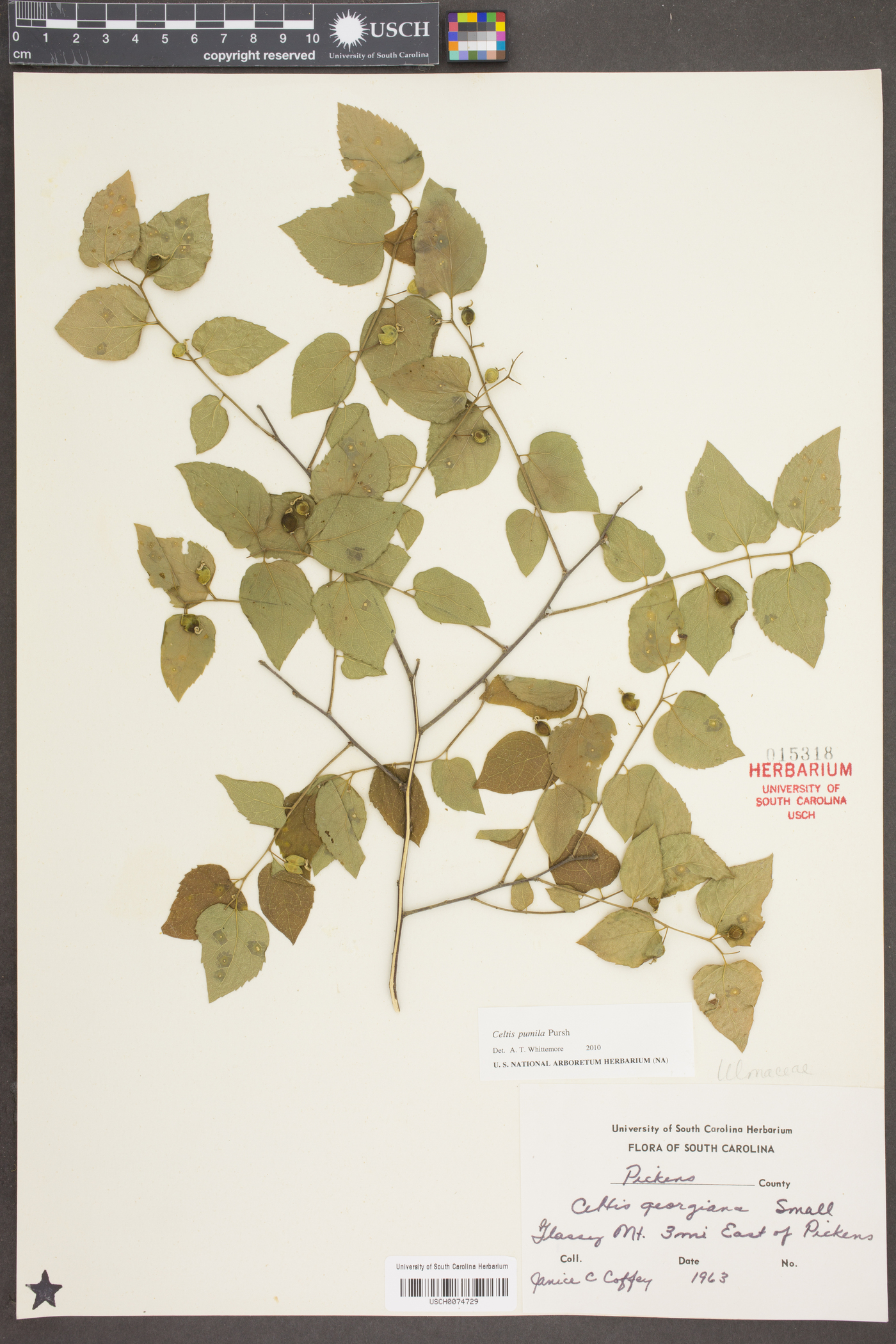 Celtis pumila Pursh image