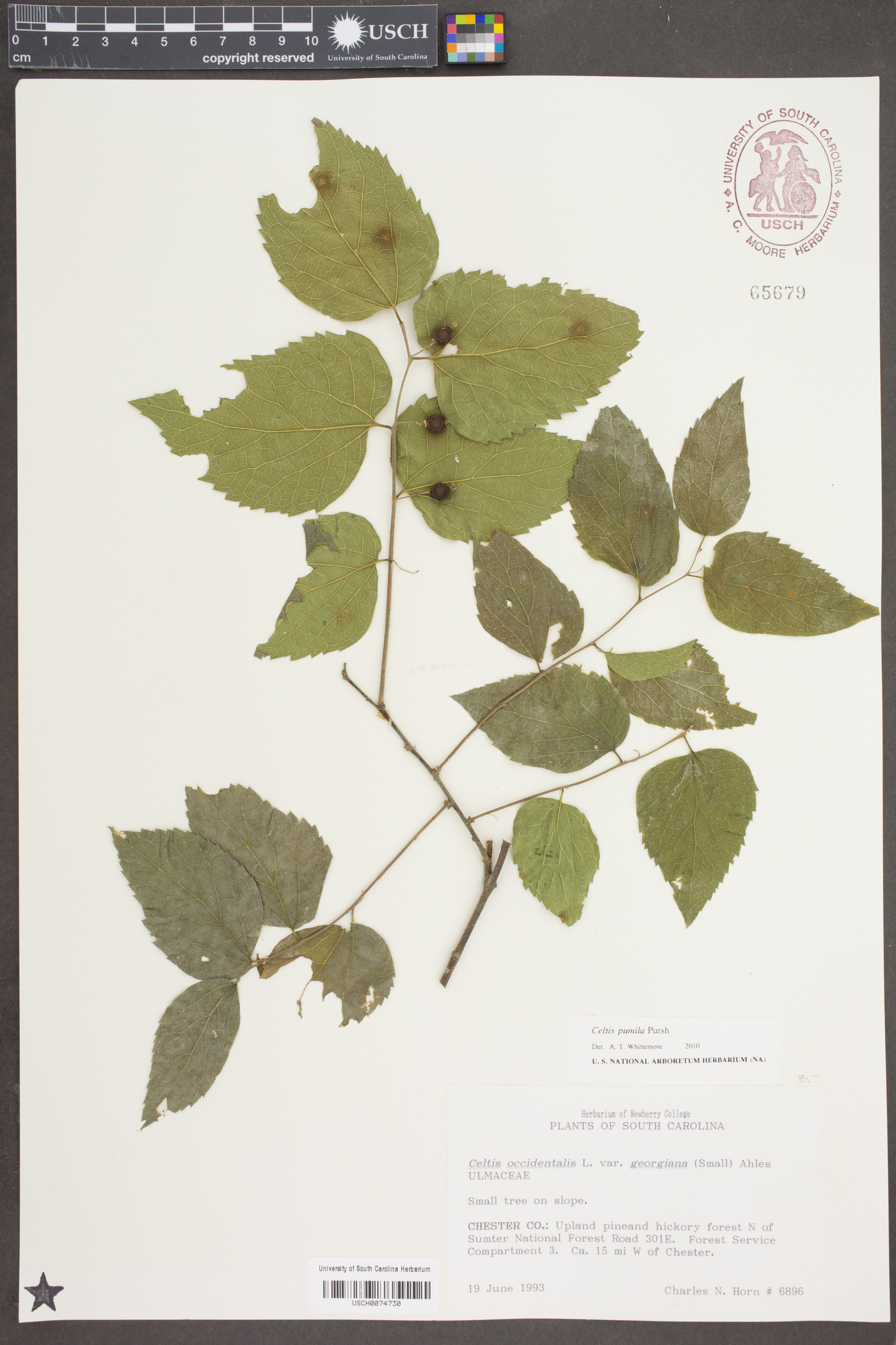 Celtis pumila Pursh image