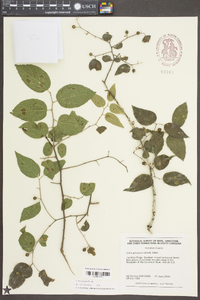 Celtis pumila Pursh image