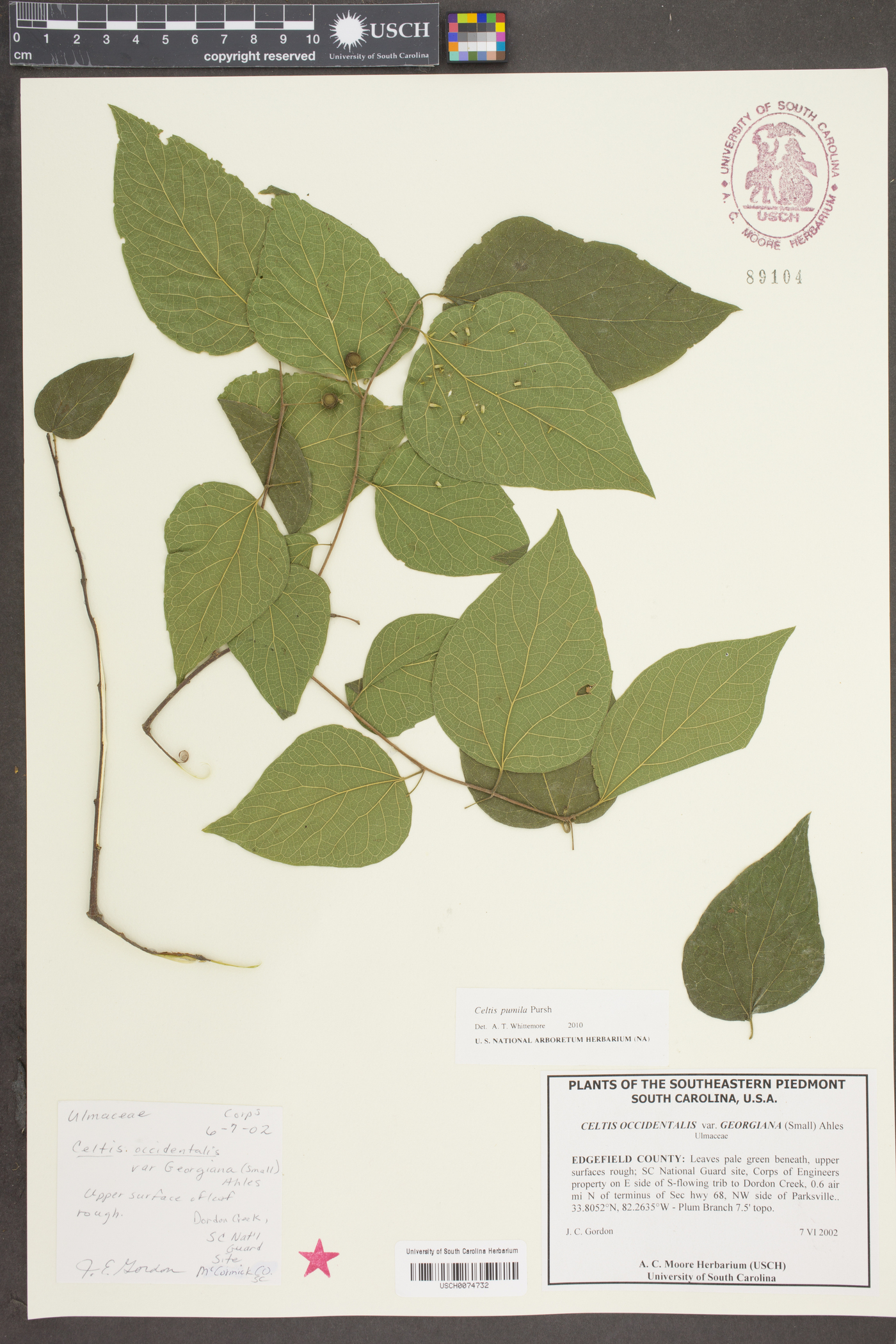 Celtis pumila Pursh image