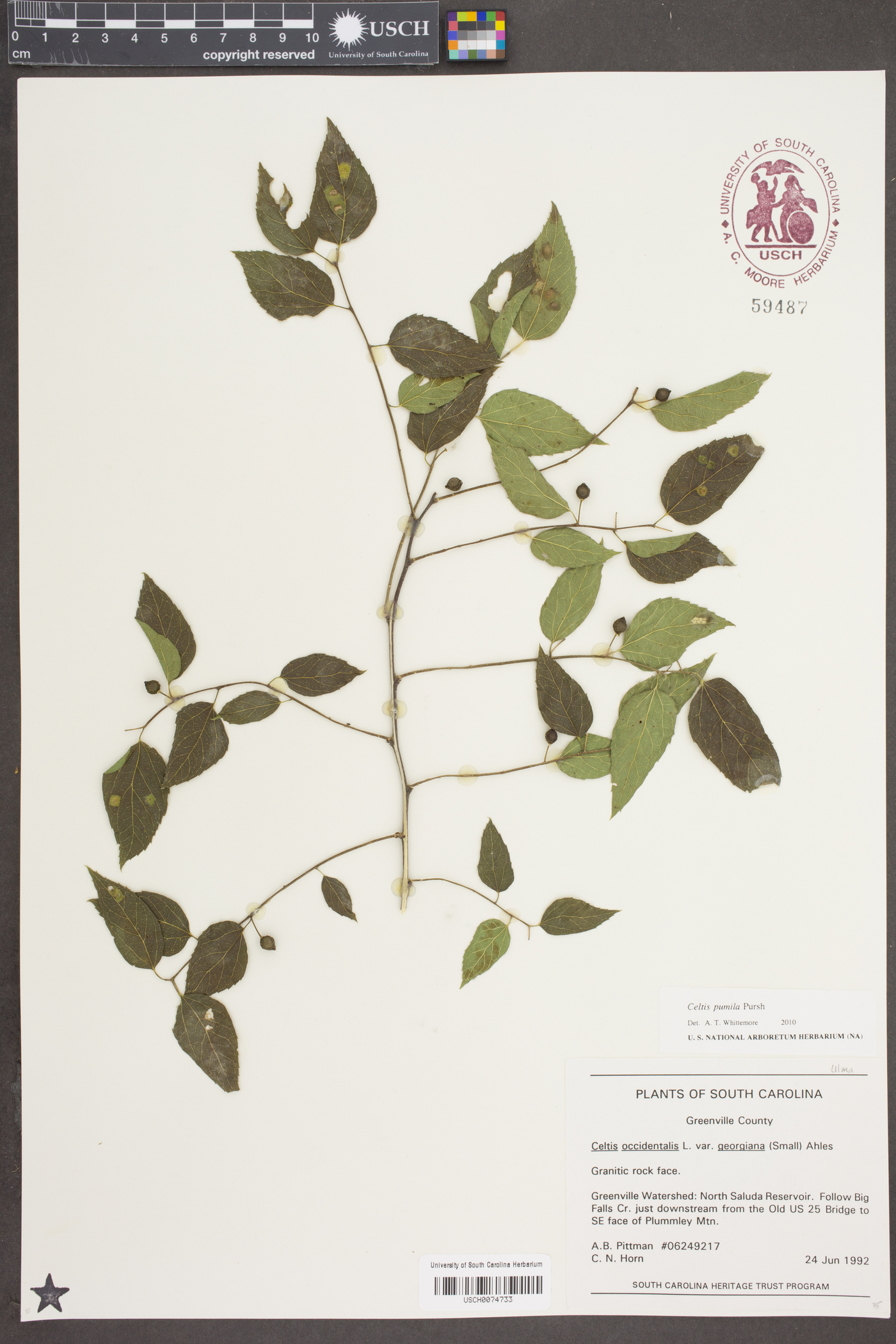 Celtis pumila Pursh image