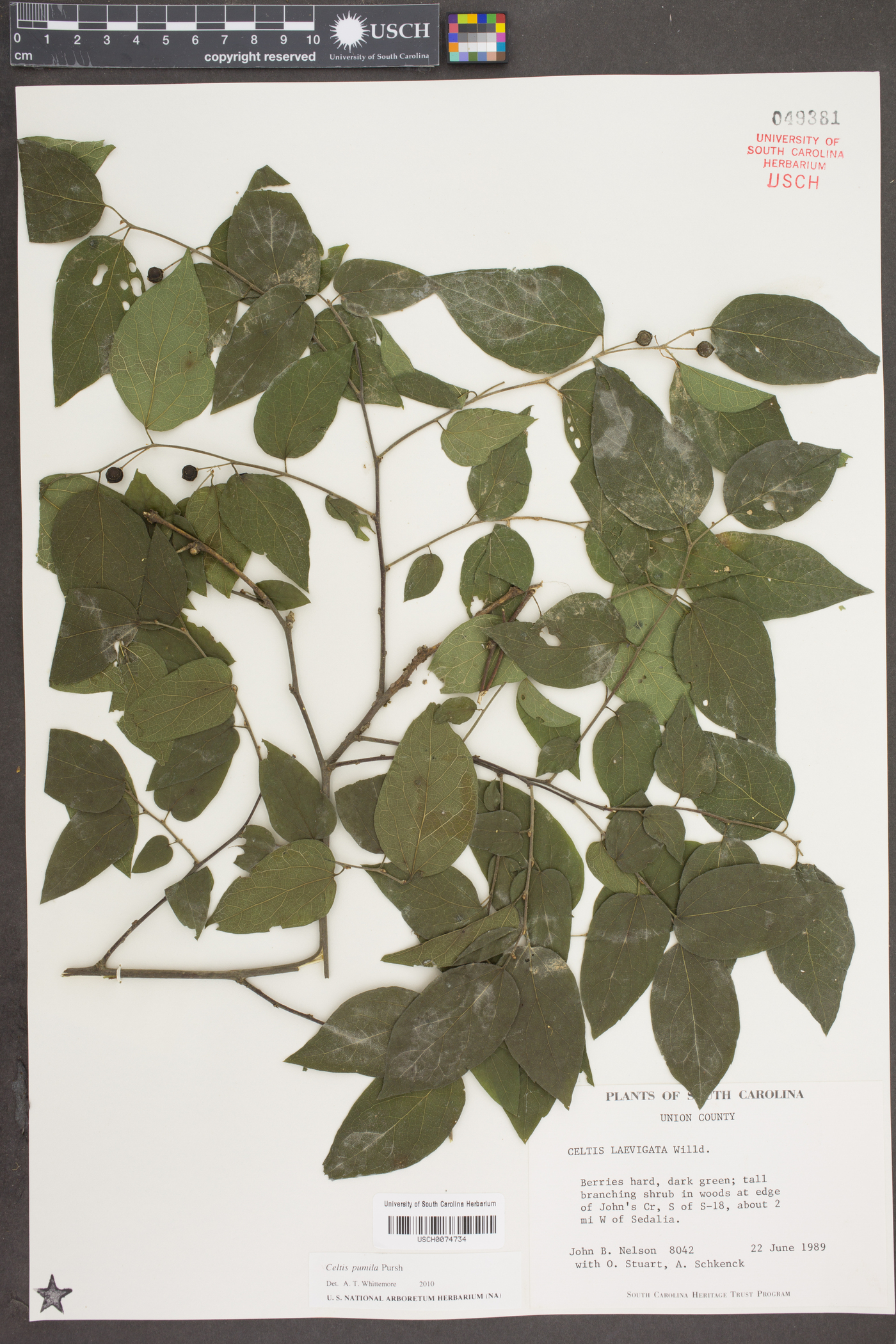 Celtis pumila Pursh image