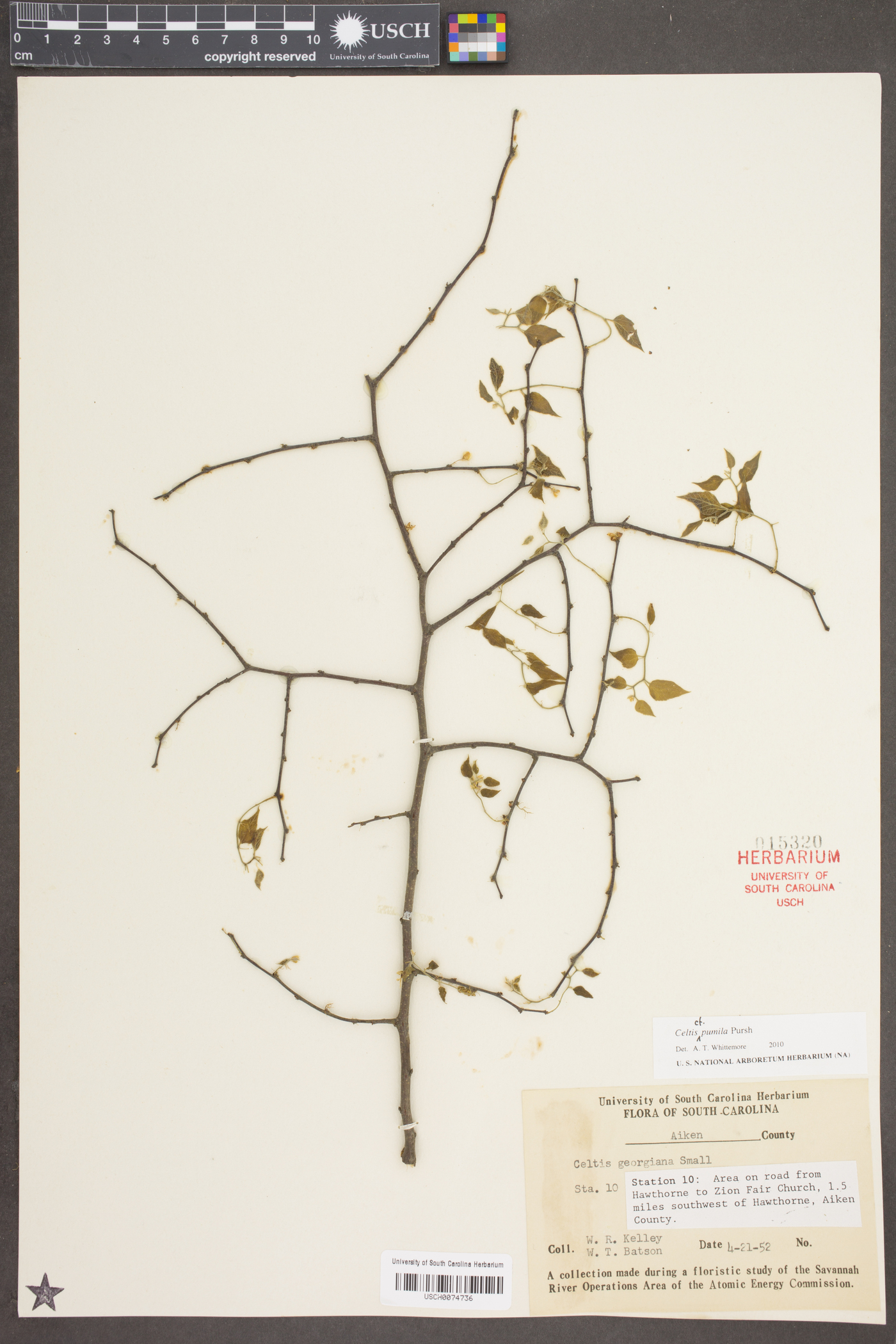 Celtis pumila Pursh image