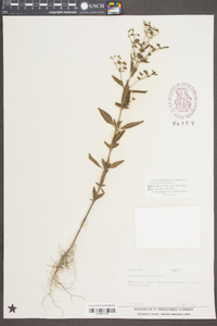 Trichostema dichotomum image