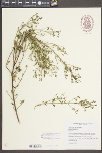 Trichostema dichotomum image