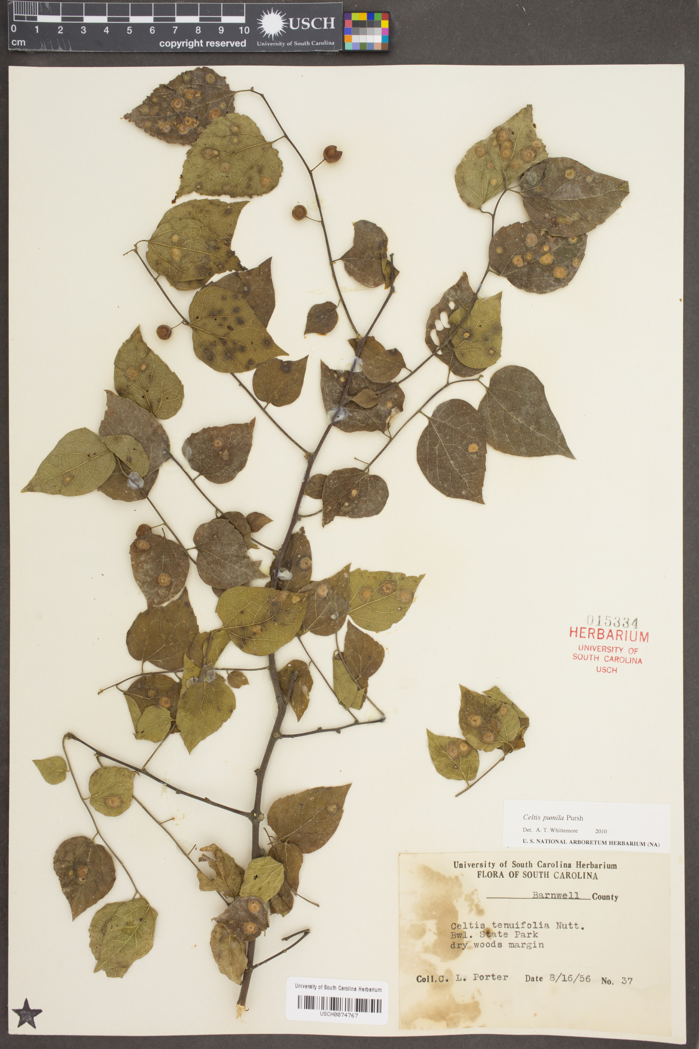 Celtis pumila Pursh image