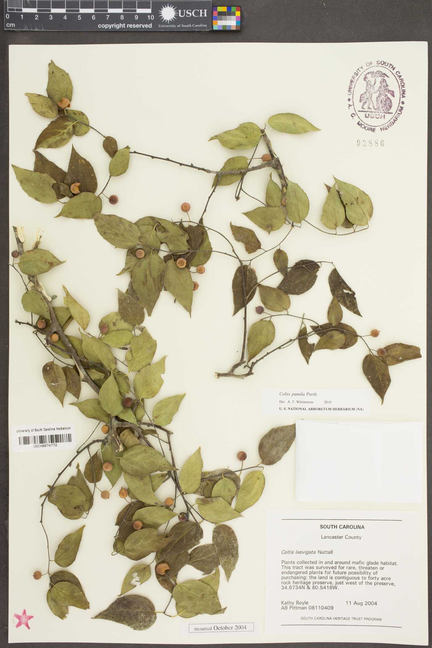 Celtis pumila Pursh image