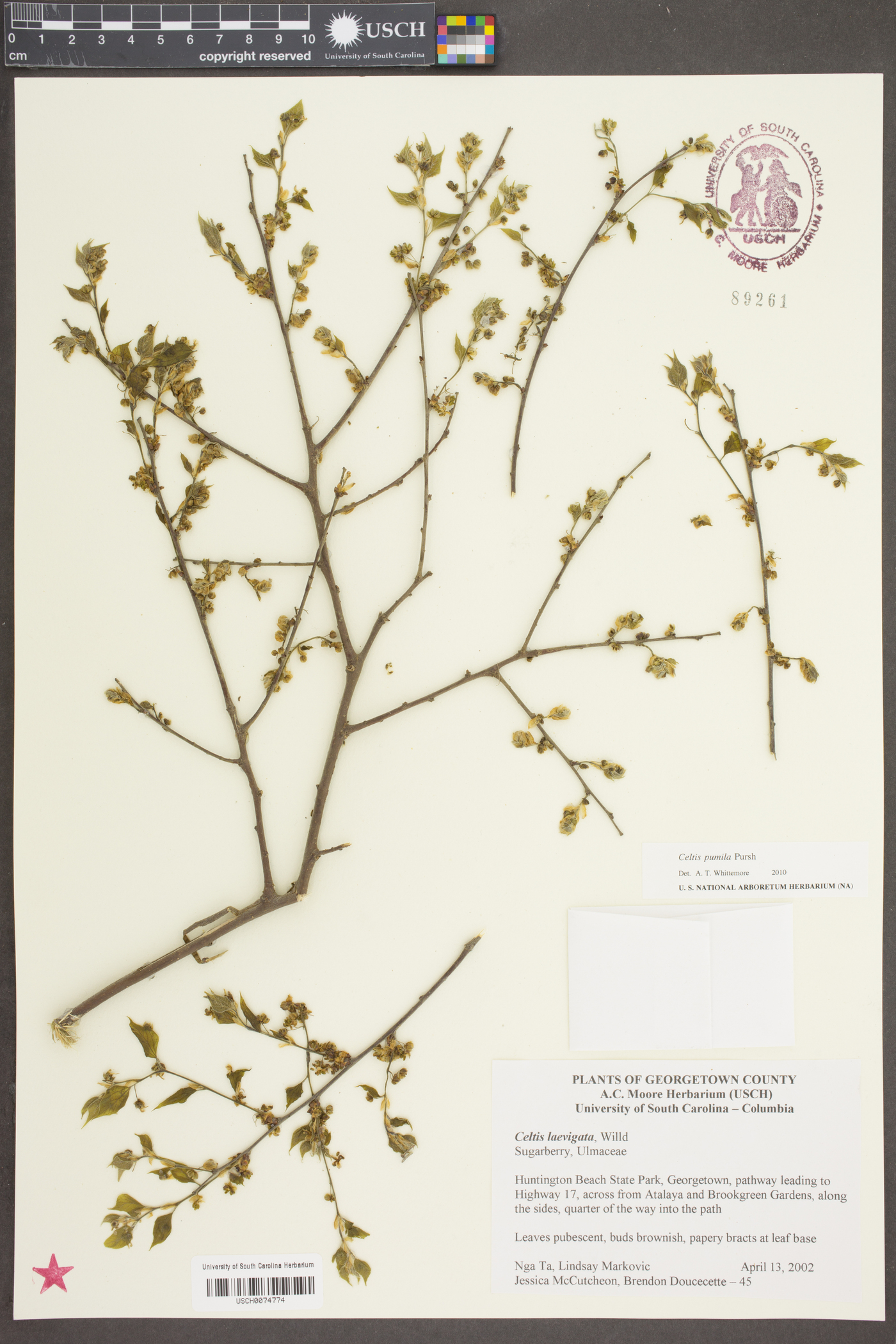 Celtis pumila Pursh image