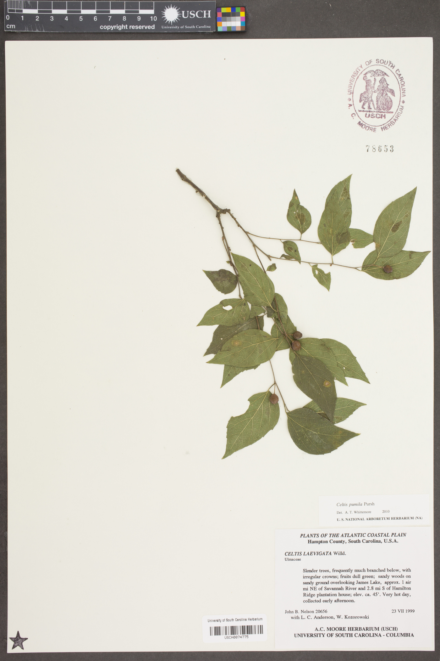 Celtis pumila Pursh image