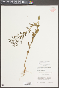Trichostema dichotomum image