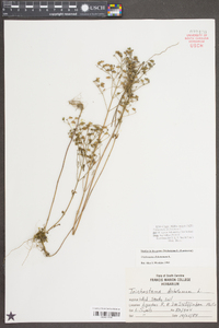 Trichostema dichotomum image