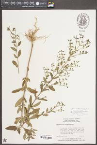 Trichostema dichotomum image