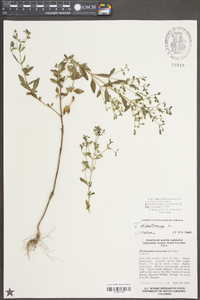 Trichostema dichotomum image