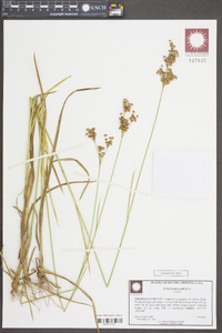 Juncus biflorus image