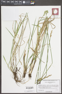 Carex albolutescens image