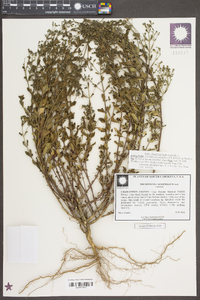 Trichostema nesophilum image