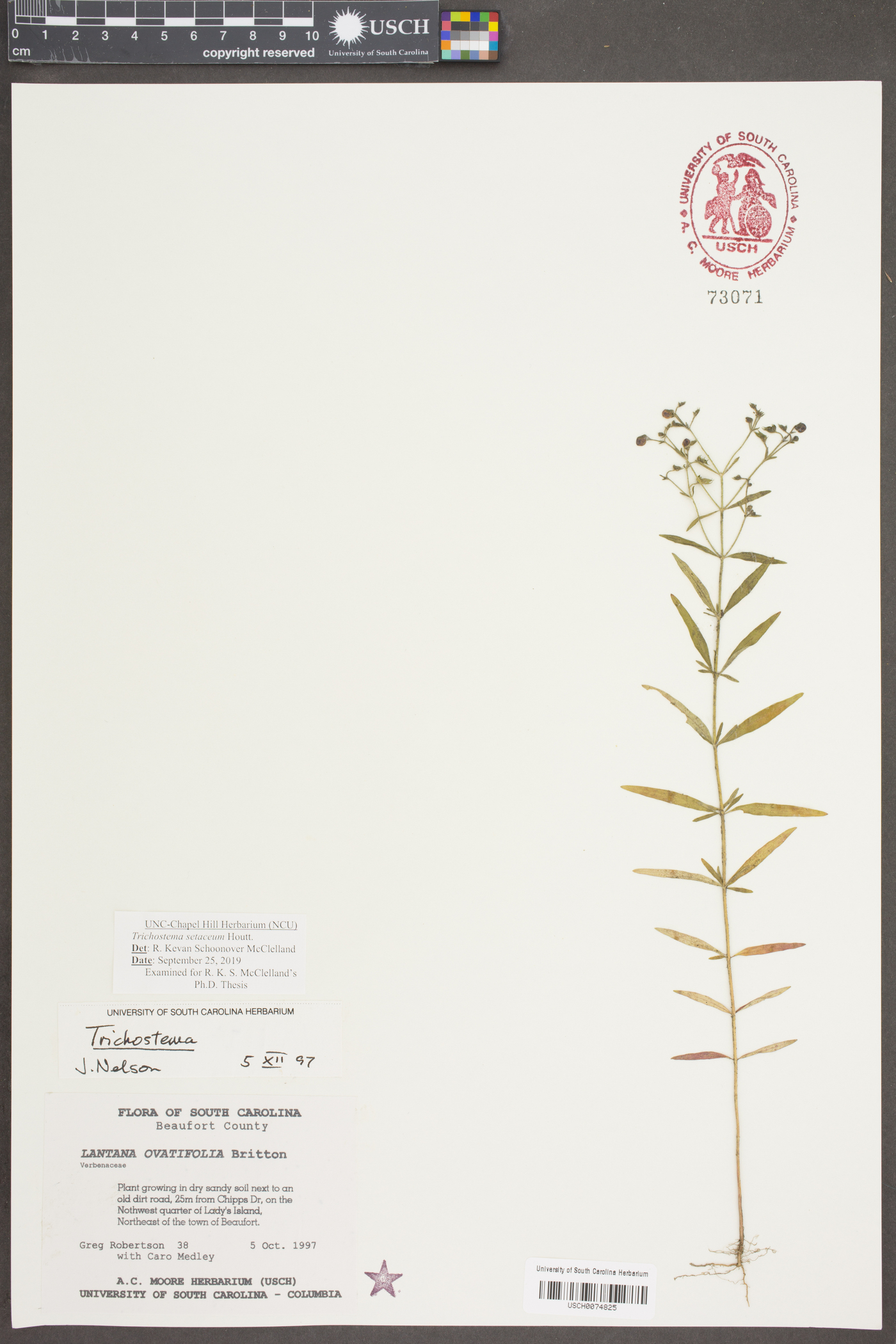 Trichostema setaceum image