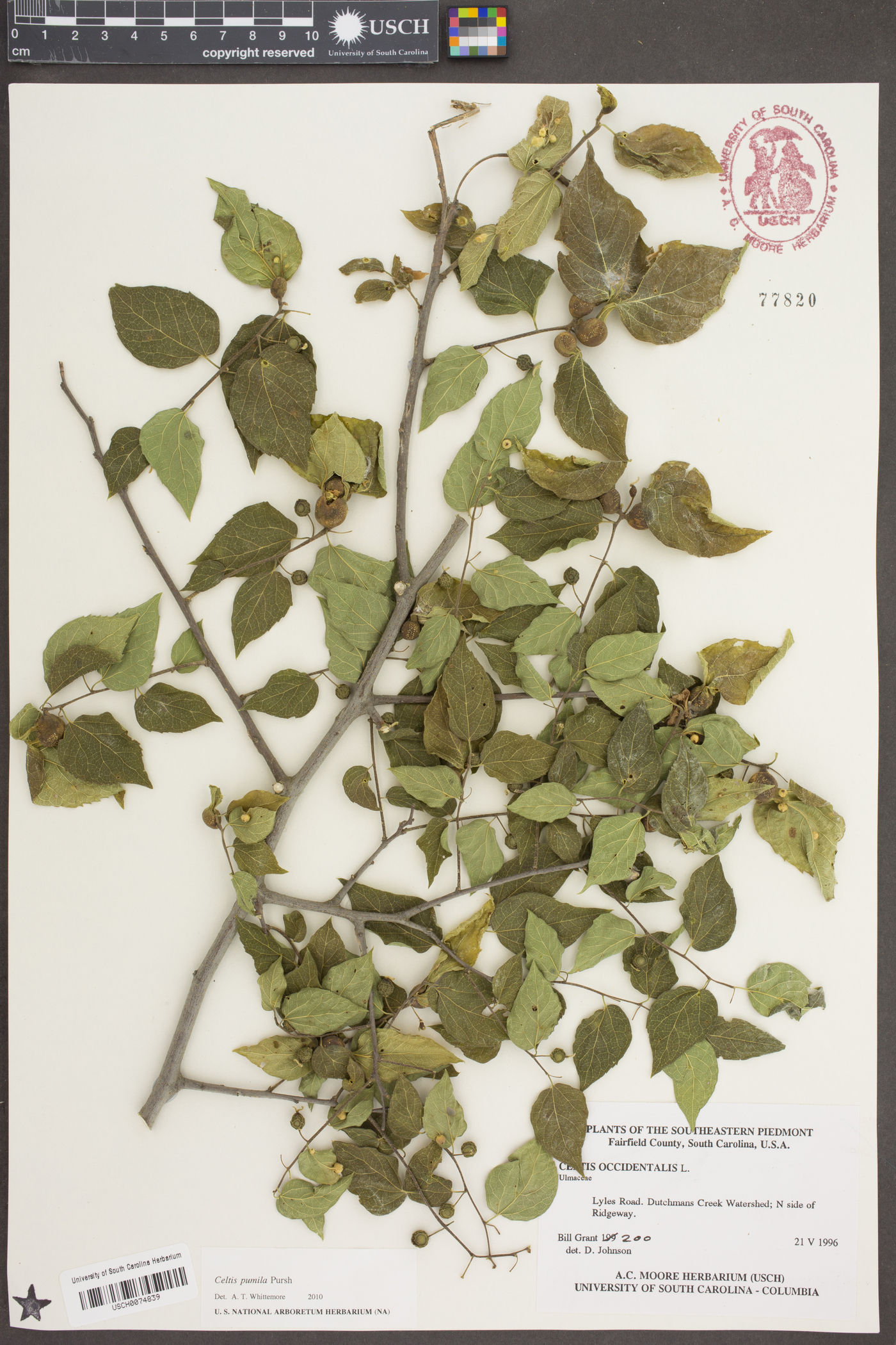 Celtis pumila Pursh image