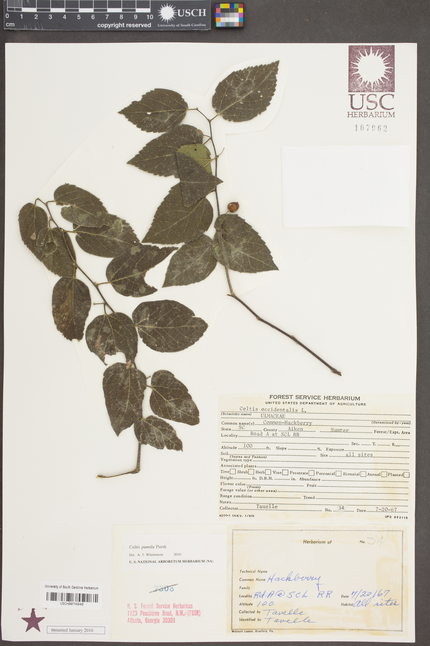 Celtis pumila Pursh image