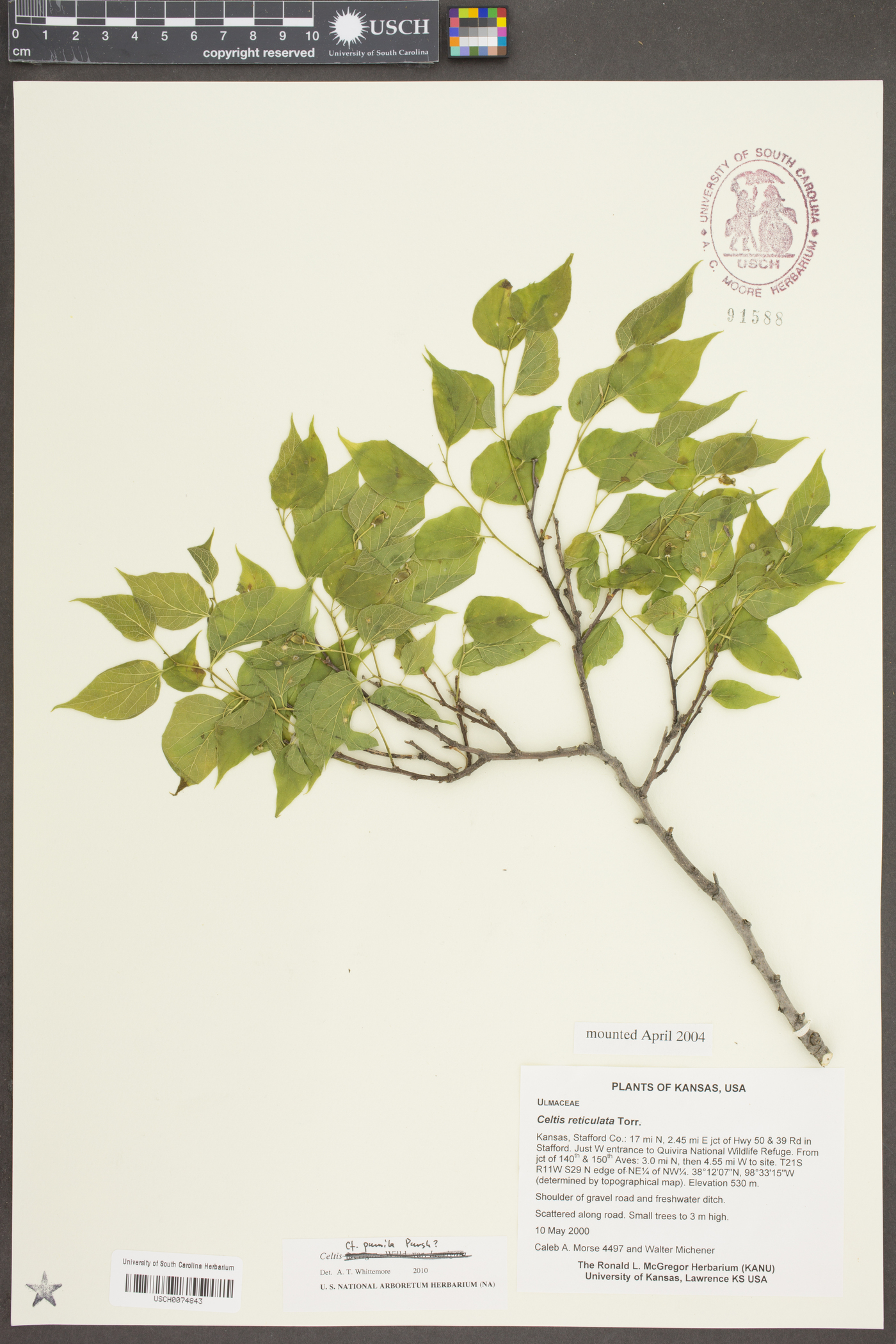 Celtis pumila Pursh image