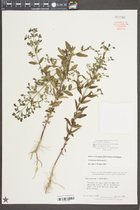 Trichostema dichotomum image