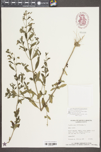 Trichostema dichotomum image