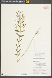 Trichostema dichotomum image