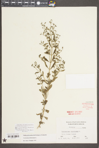 Trichostema dichotomum image