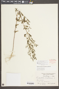 Trichostema dichotomum image