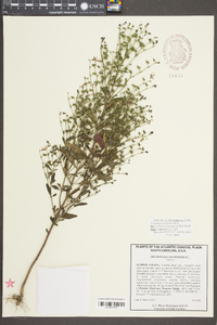 Trichostema dichotomum image