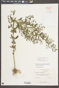 Trichostema dichotomum image