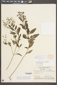 Trichostema dichotomum image