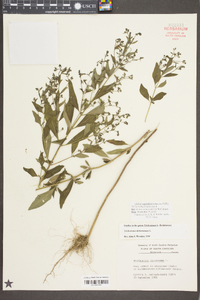 Trichostema dichotomum image