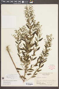 Trichostema dichotomum image