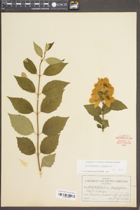 Philadelphus coronarius image