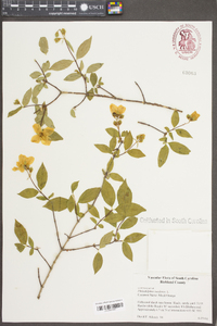 Philadelphus inodorus image