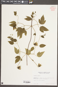 Clematis viorna image