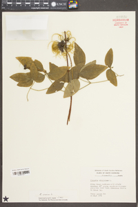 Clematis viorna image