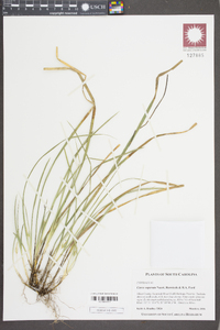 Carex superata image