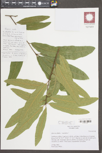 Quercus phellos var. laurifolia image