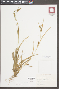 Carex glaucodea image